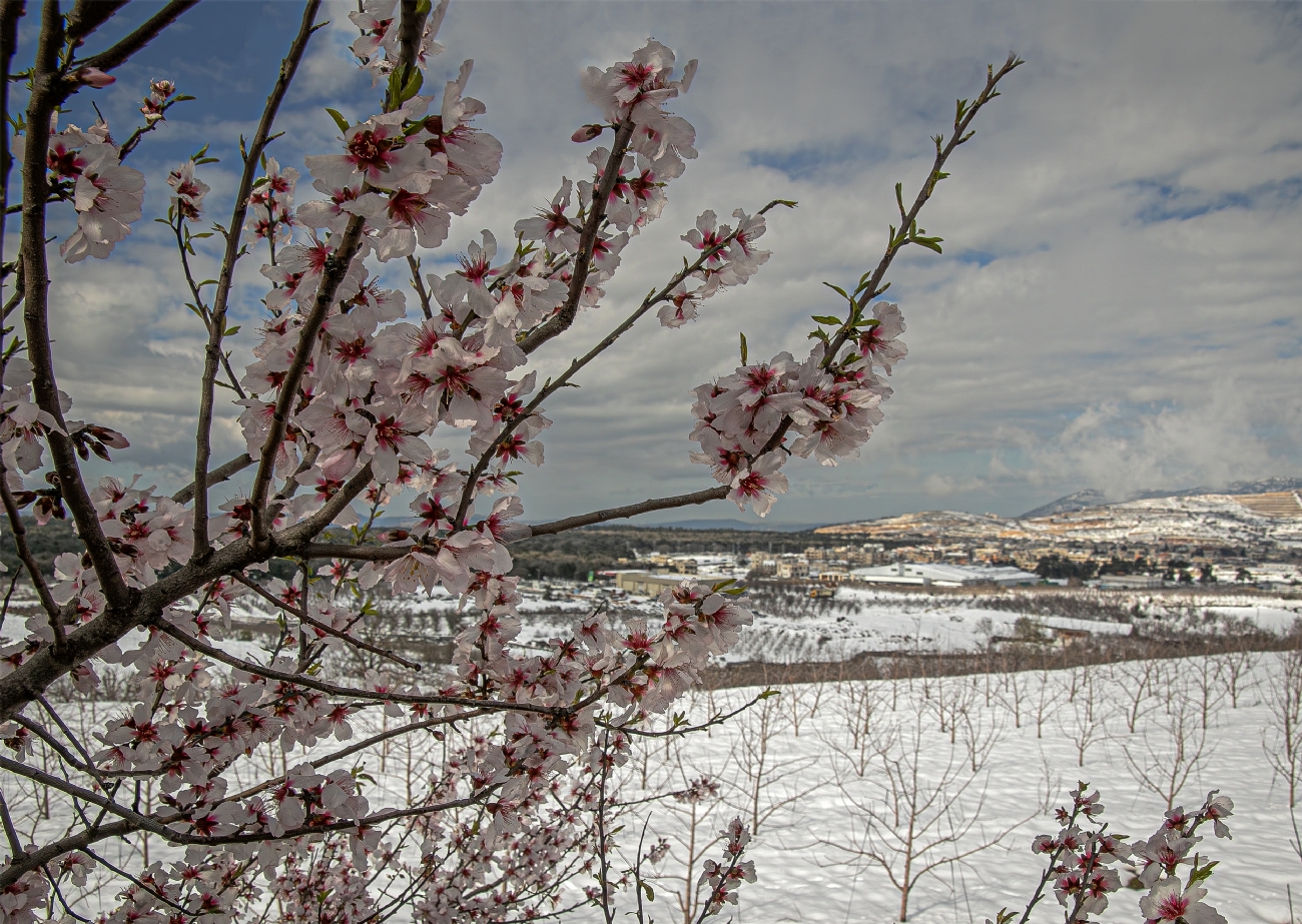 אריה טננבאום