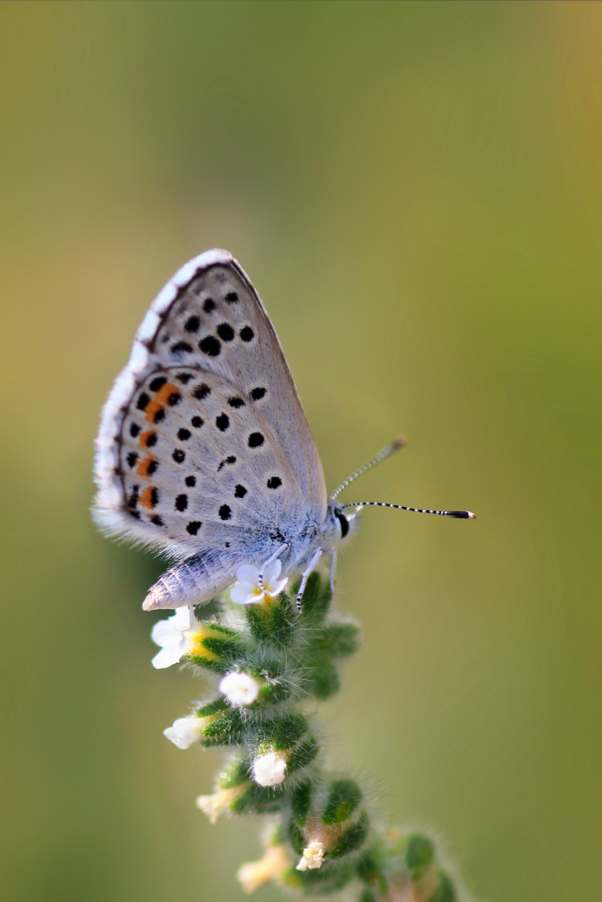 יואל ויסלוב