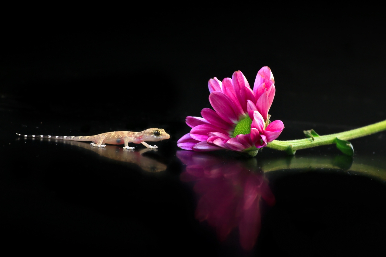 יואל ויסלוב