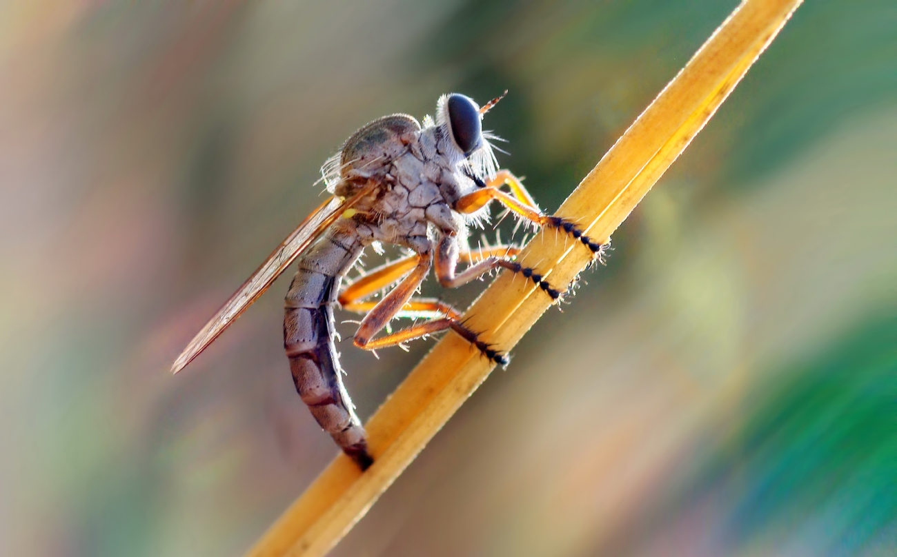 יואל ויסלוב