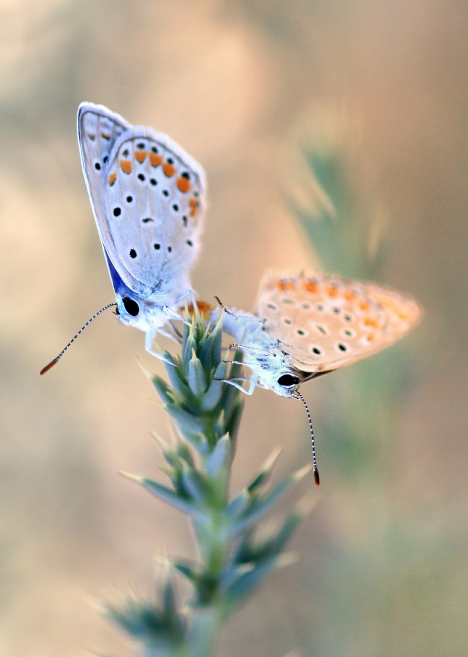 יואל ויסלוב