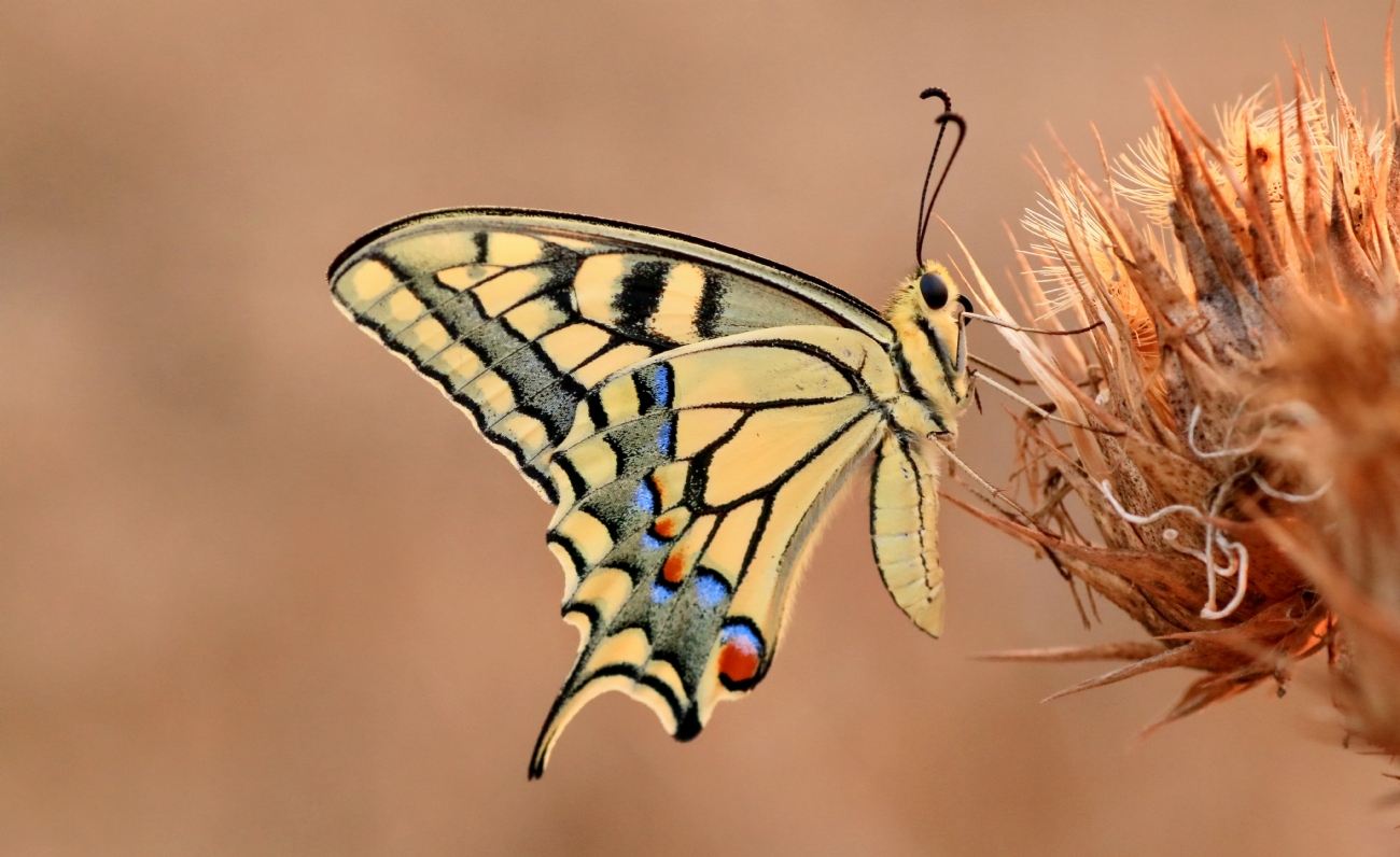 יואל ויסלוב