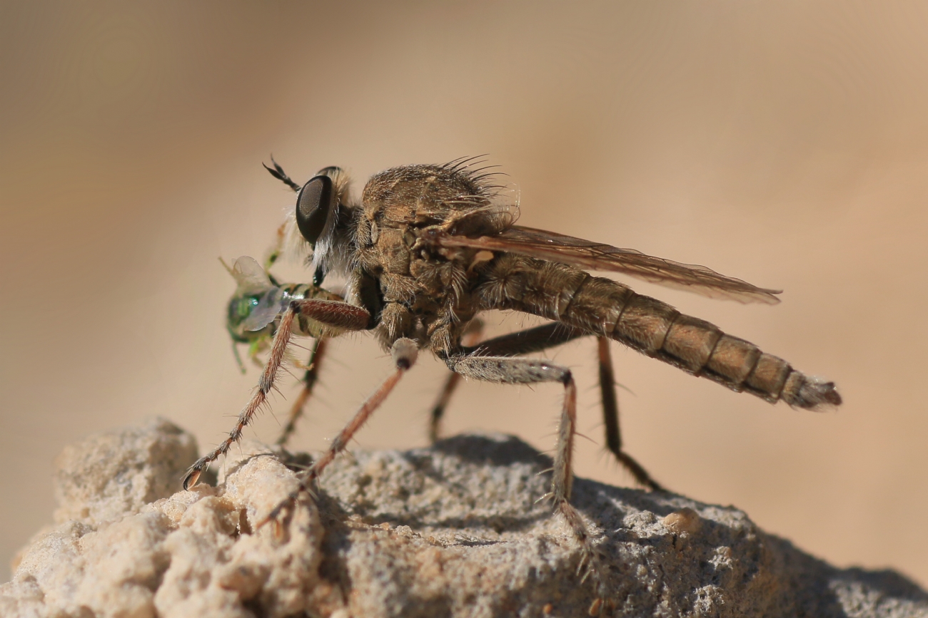יואל ויסלוב