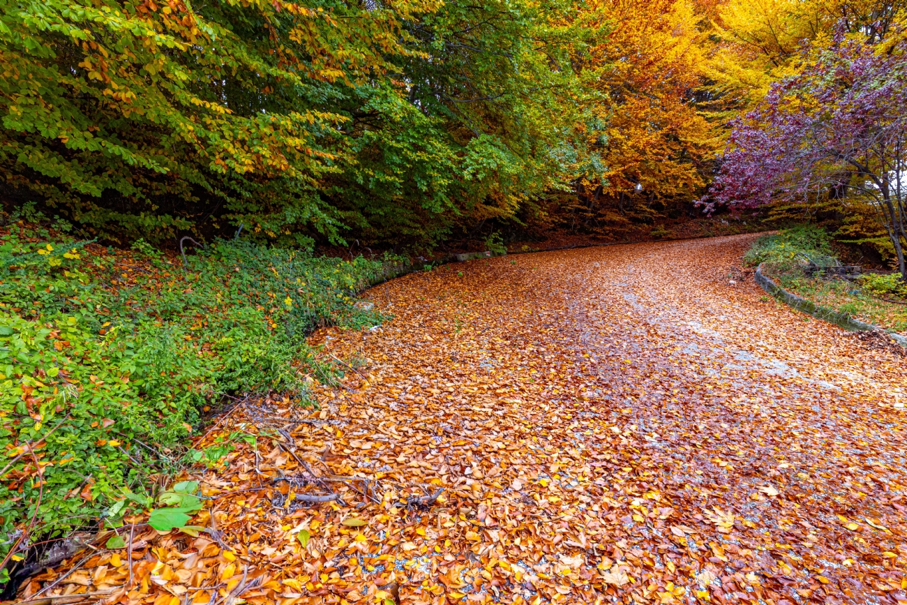 חזי גולדנברג