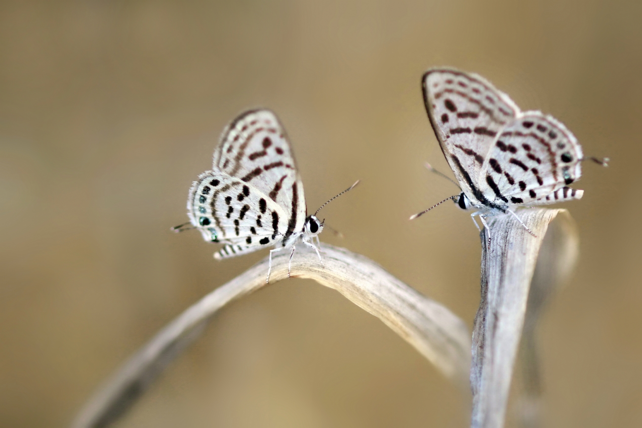 יואל ויסלוב