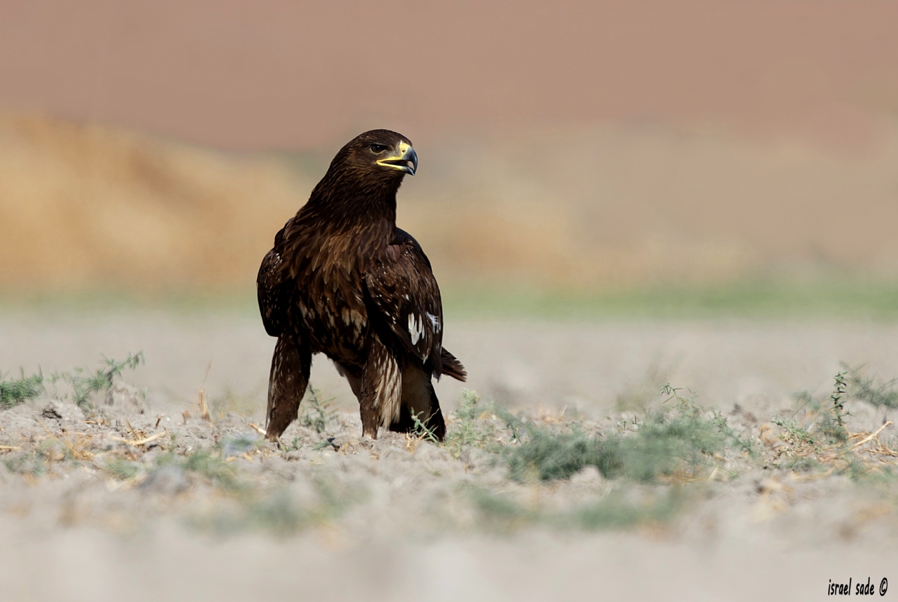 עייט צפרדעים