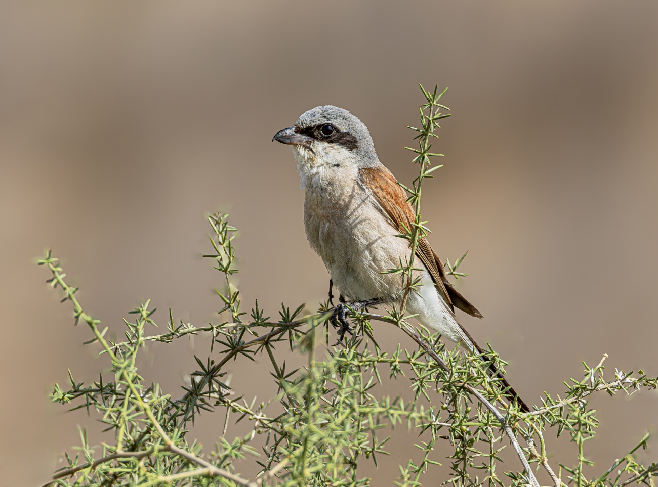 ציפור- חנקן אדום גב