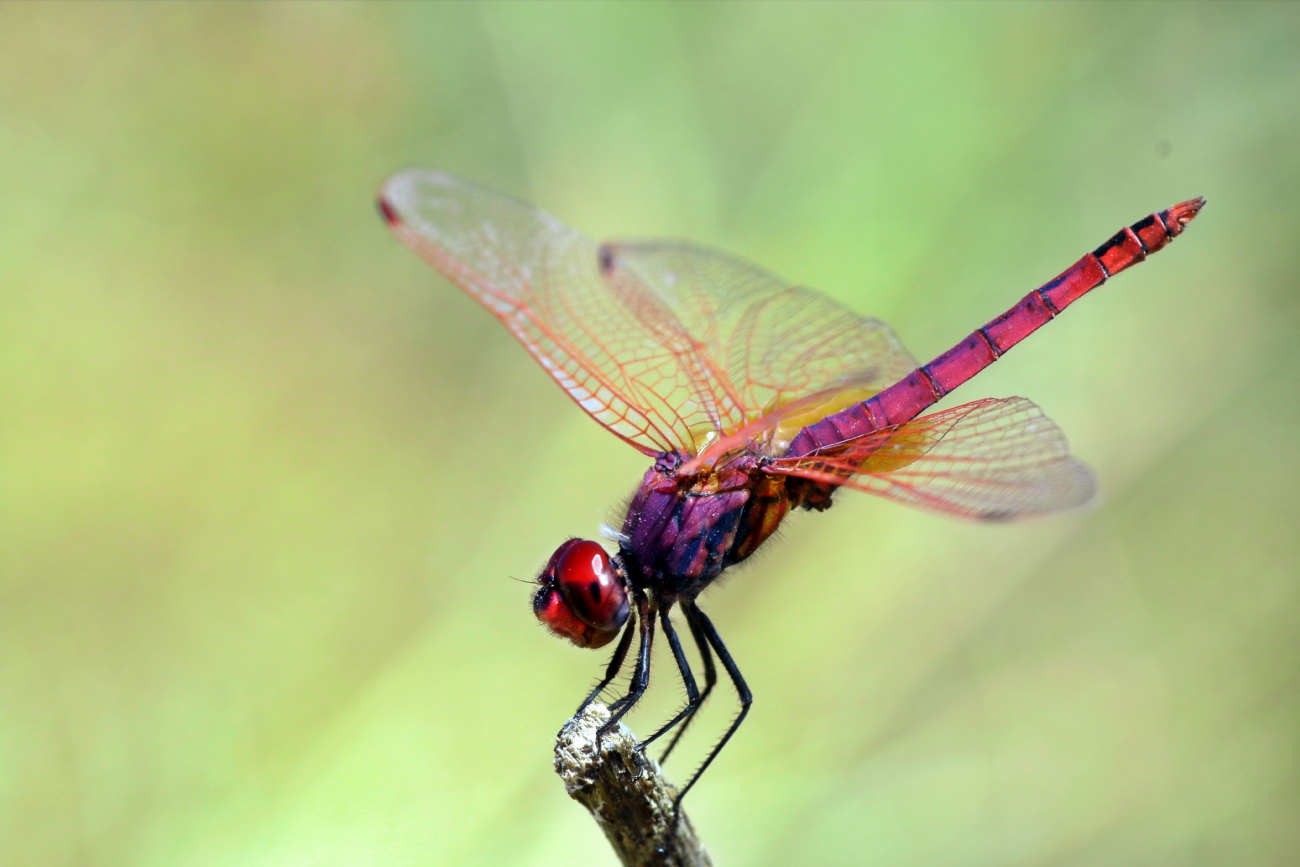 גיחנית ארגמן