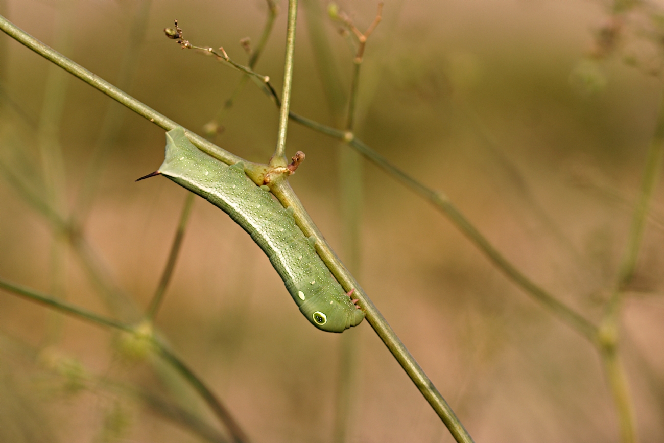 זחל רפרף כסוף קו