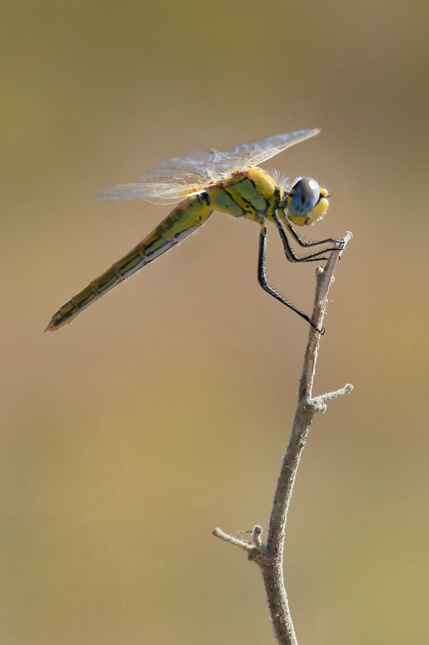 יואל ויסלוב