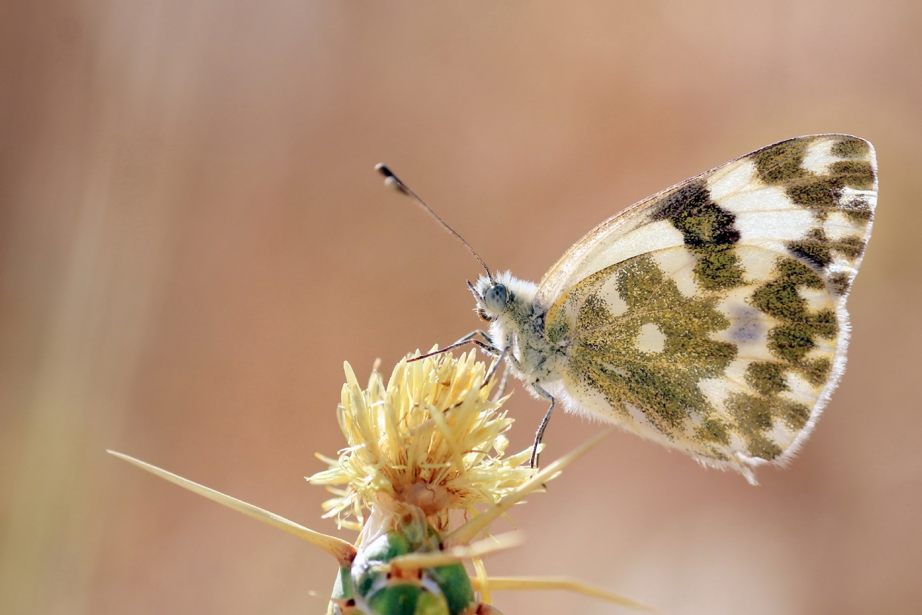 יואל ויסלוב
