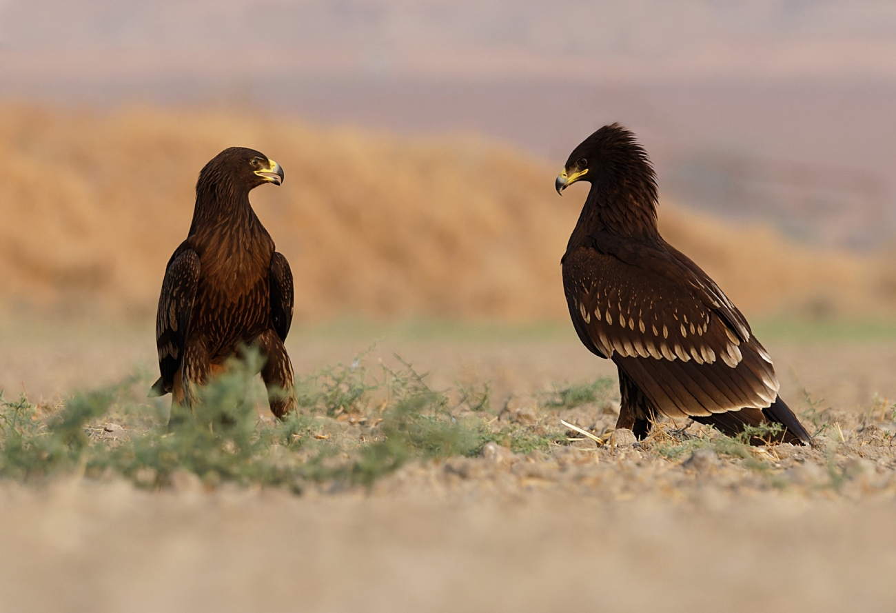 עיט צפרדעים