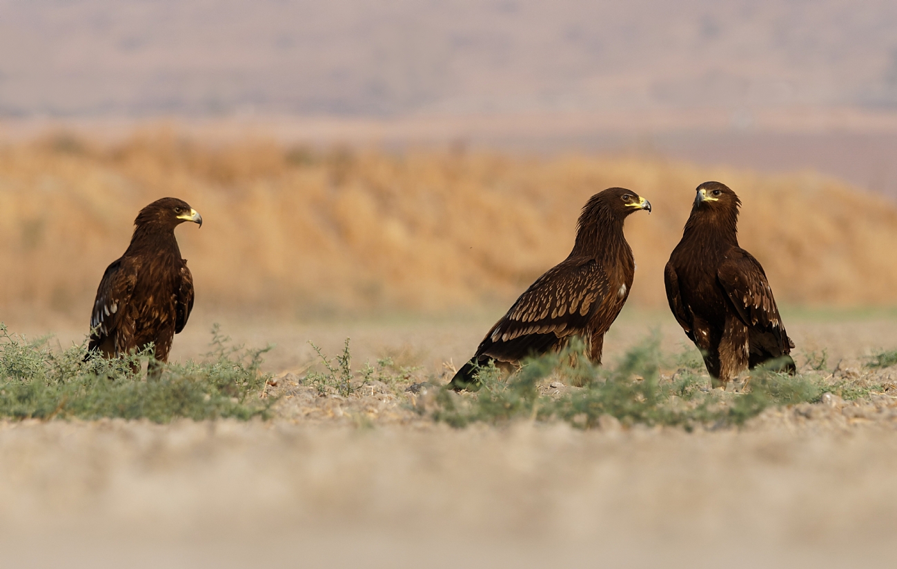 עיט צפרדעים