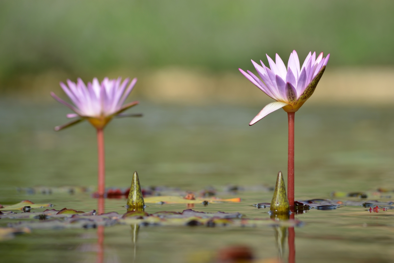 לא מצאתי שם