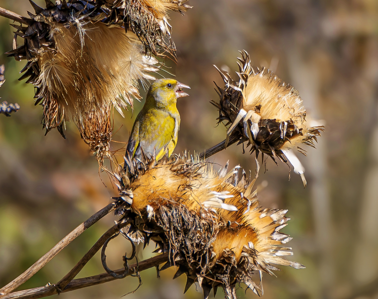 ציפור -ירקון בין קוצים