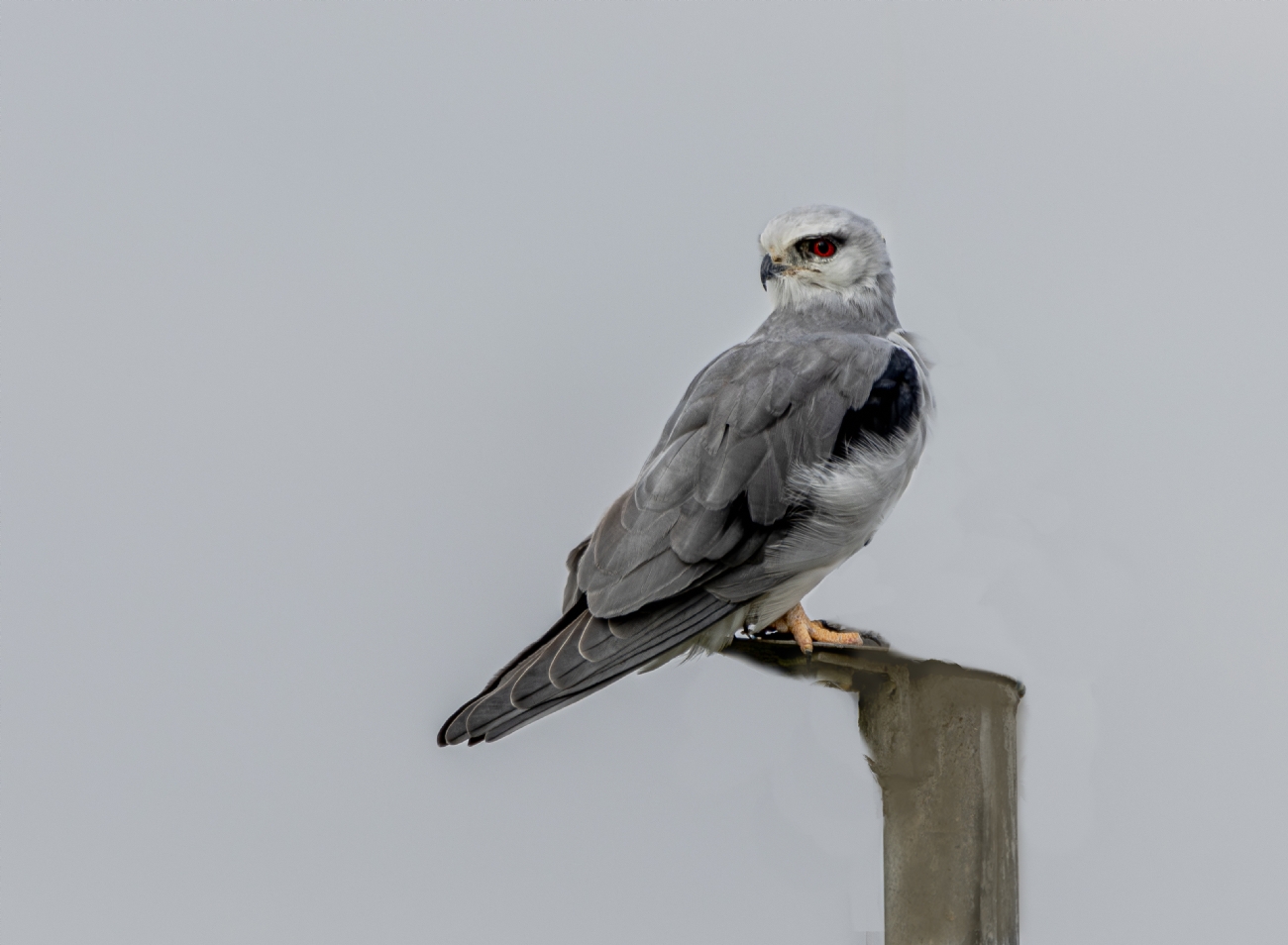 עוף-דאה שחורת כתף