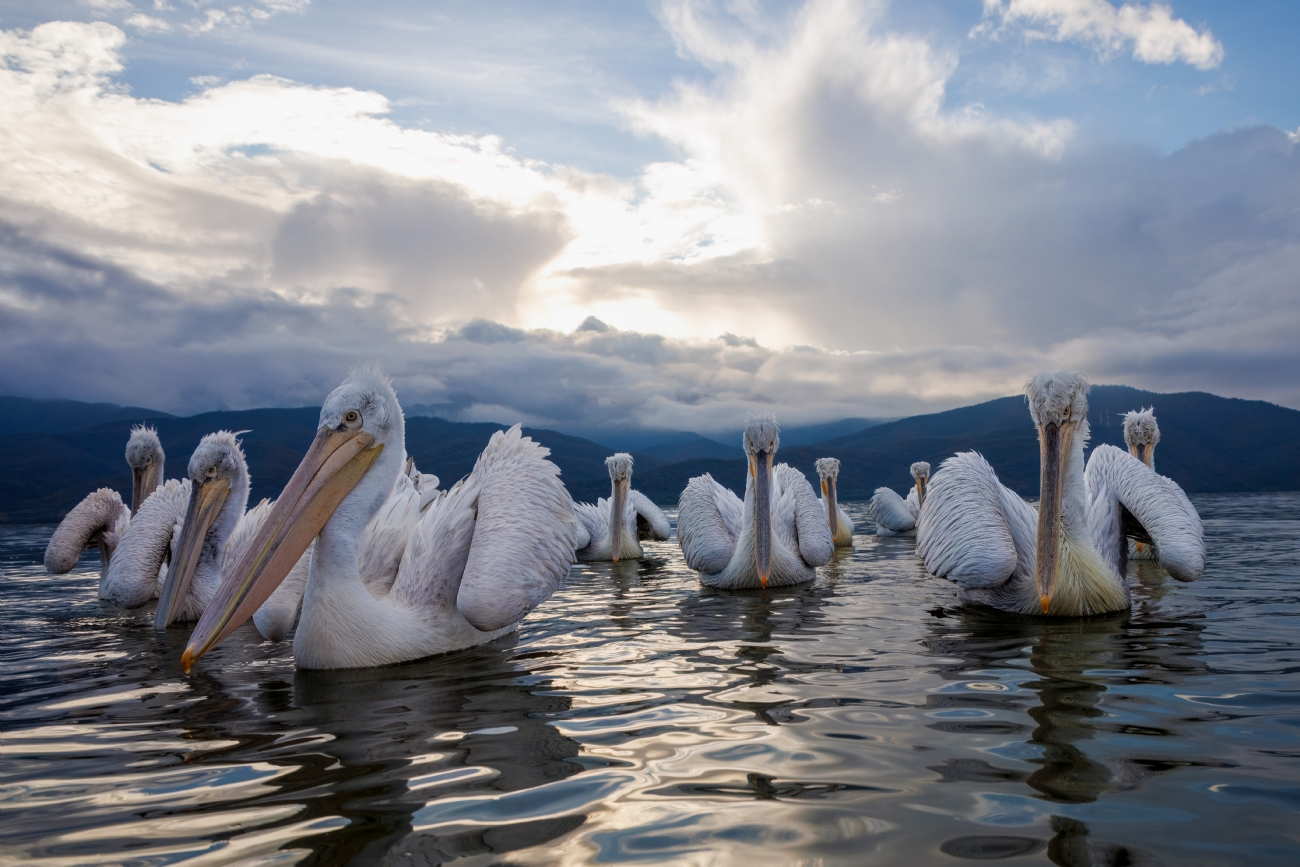 שקנאיים בשקיעה