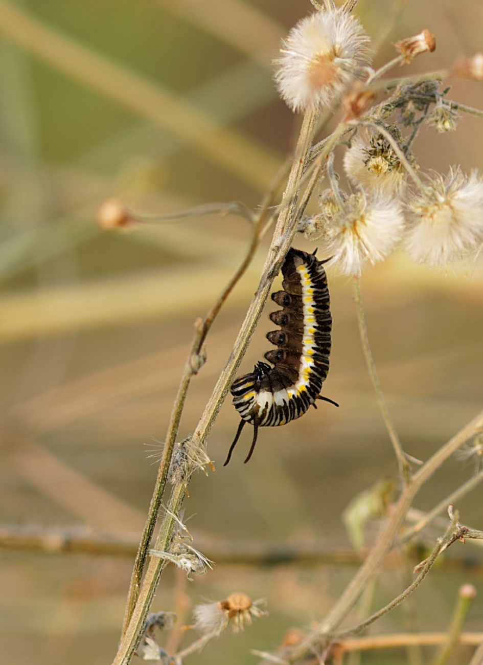 זחל דנאית הדורה