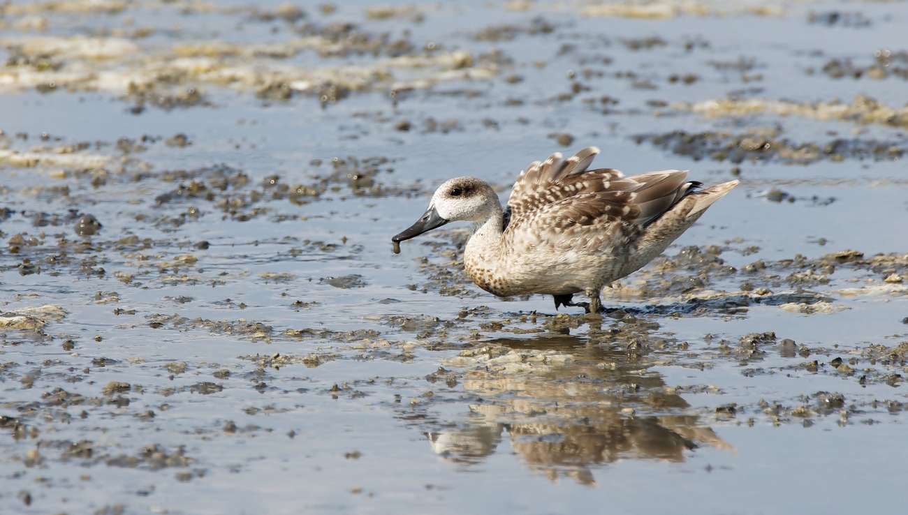 ברווז משויש