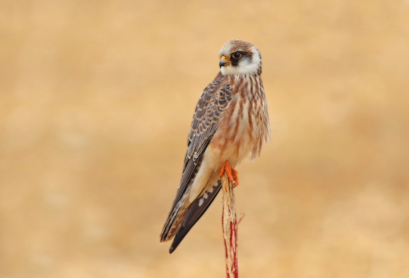 בז ערב צעיר