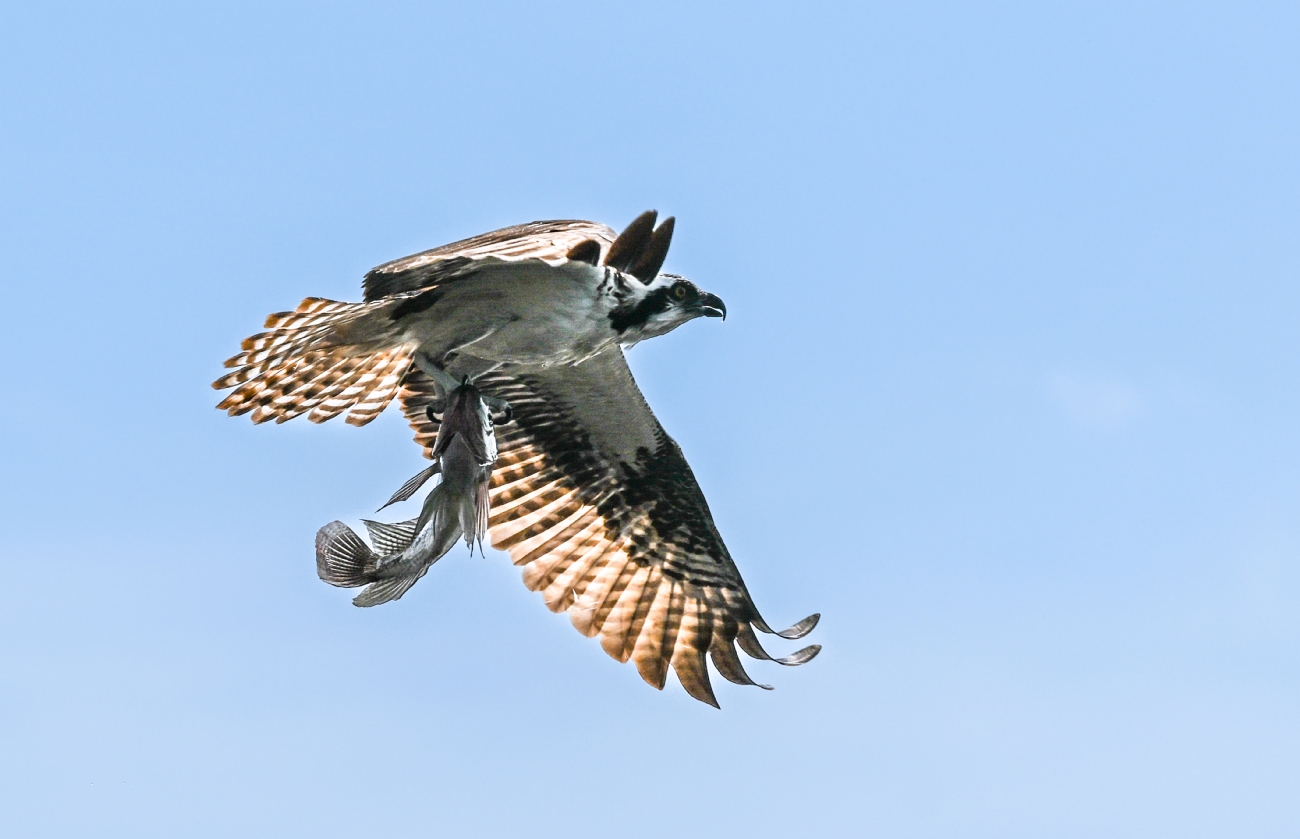 נאחז בציפורנים