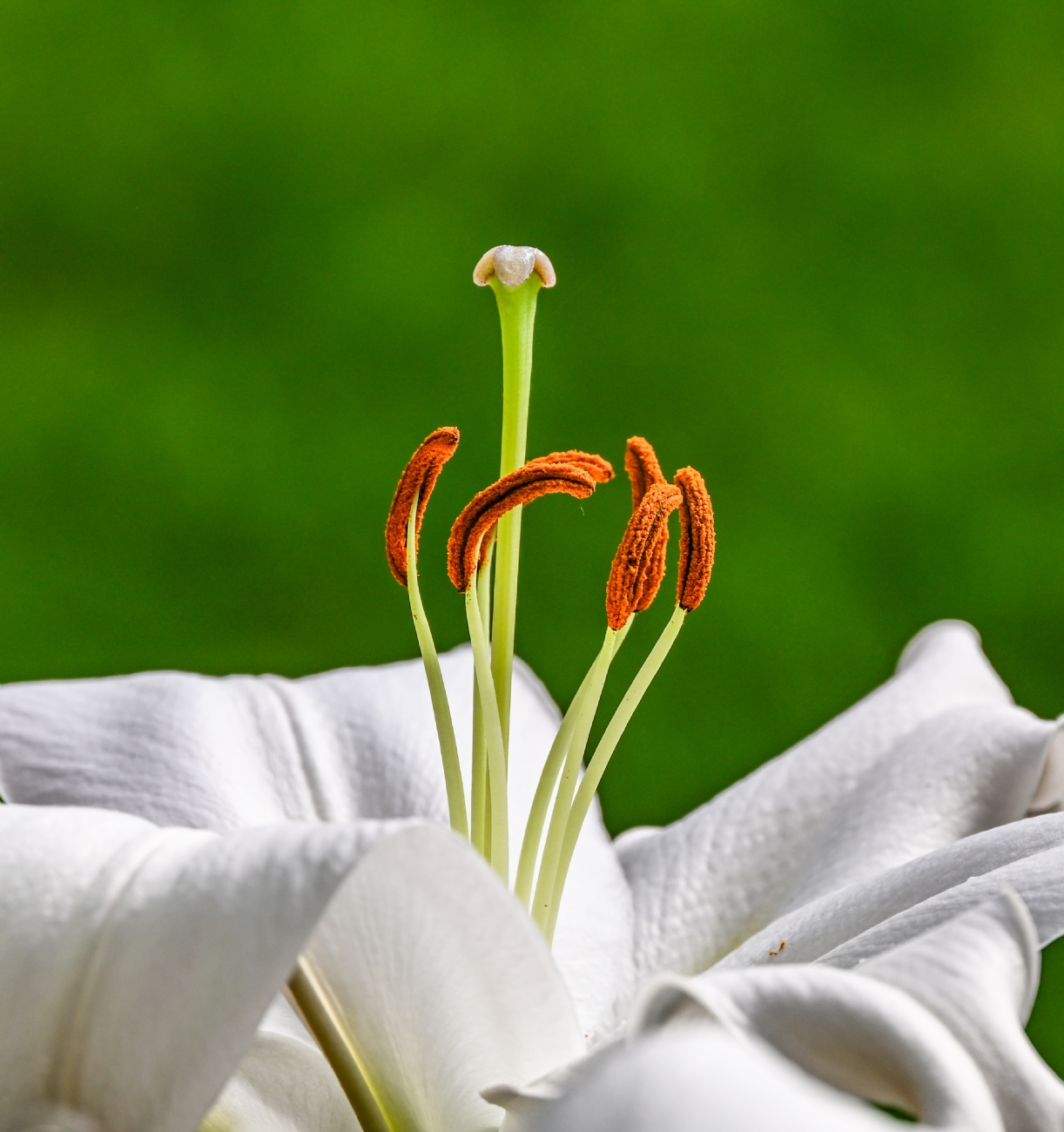 מוקף מכל עבריו