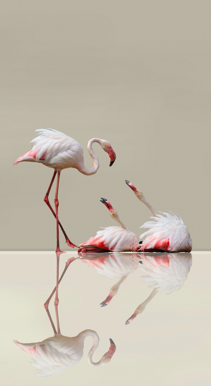 צמאות לאהבה