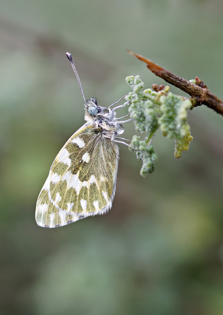 לבנין הריכפה