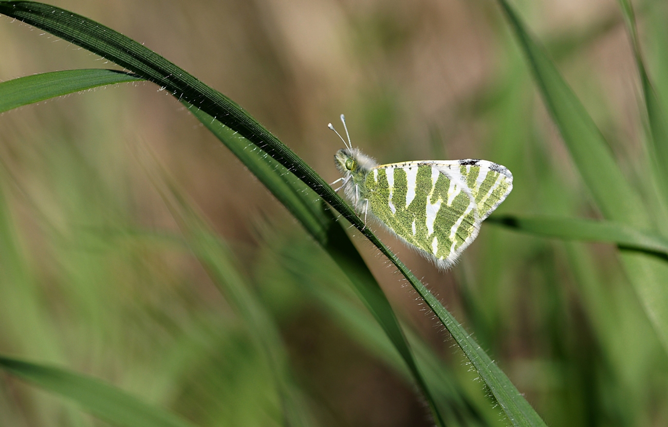 ירוק כנף מפוספס