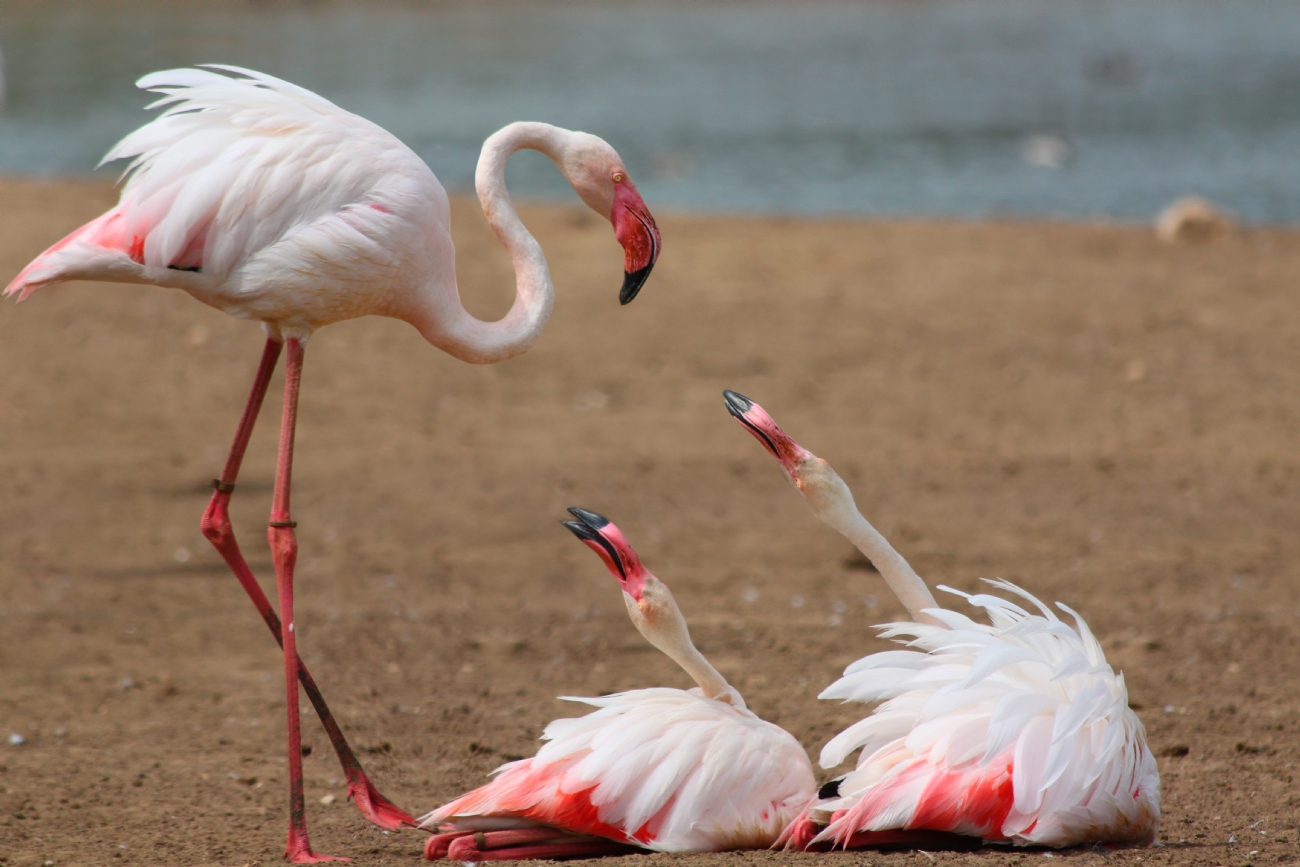 צמאות לאהבה - המקור