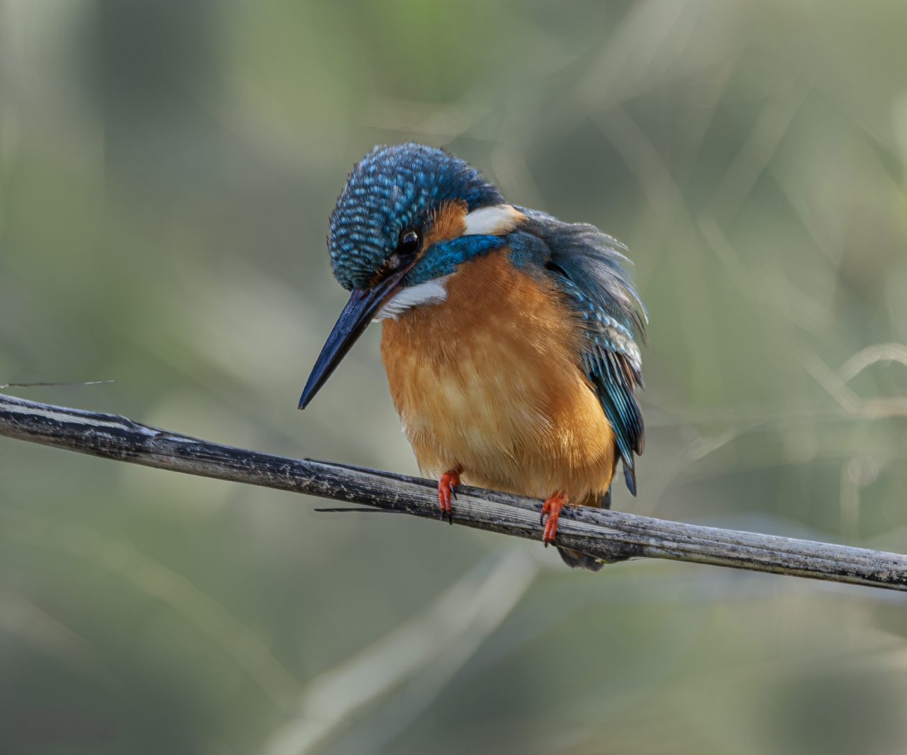 שלדג גמדי במבט למטה