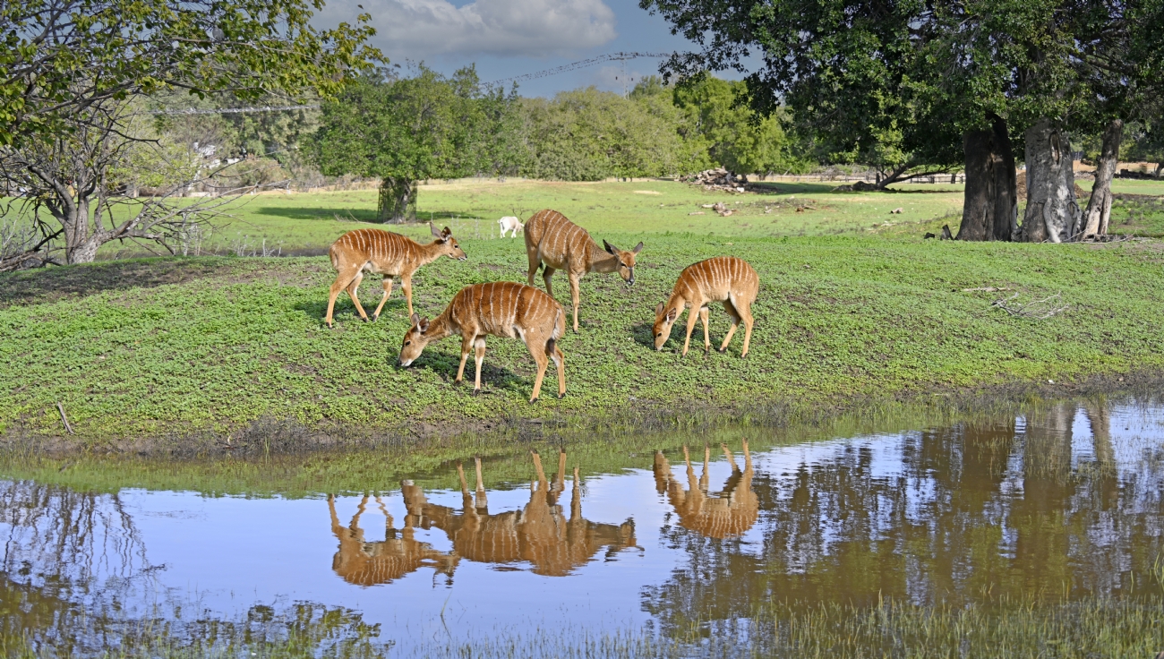 איזה מין שלווה