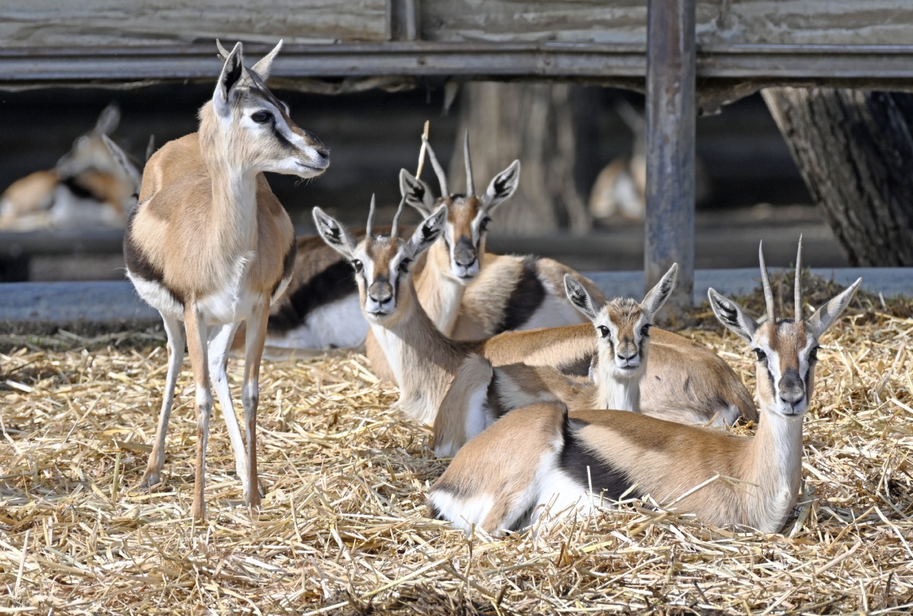 חבורה שכזאת