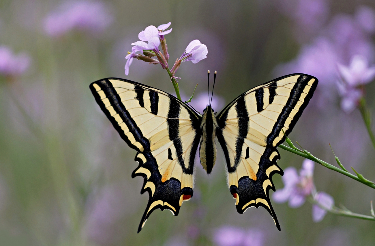 זנב סנונית המכבים