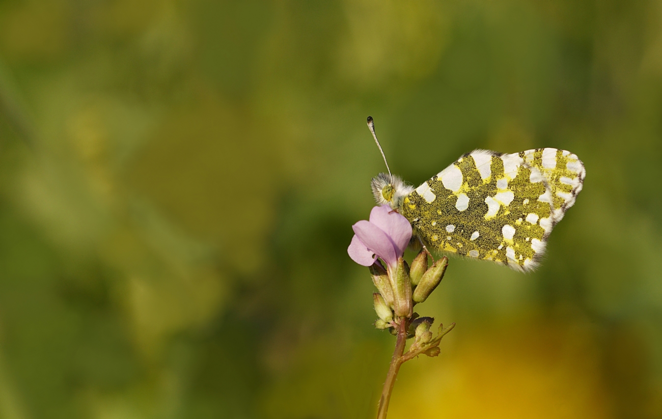ירוק כנף טלוא