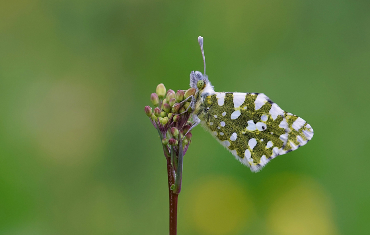 ירוק כנף טלוא