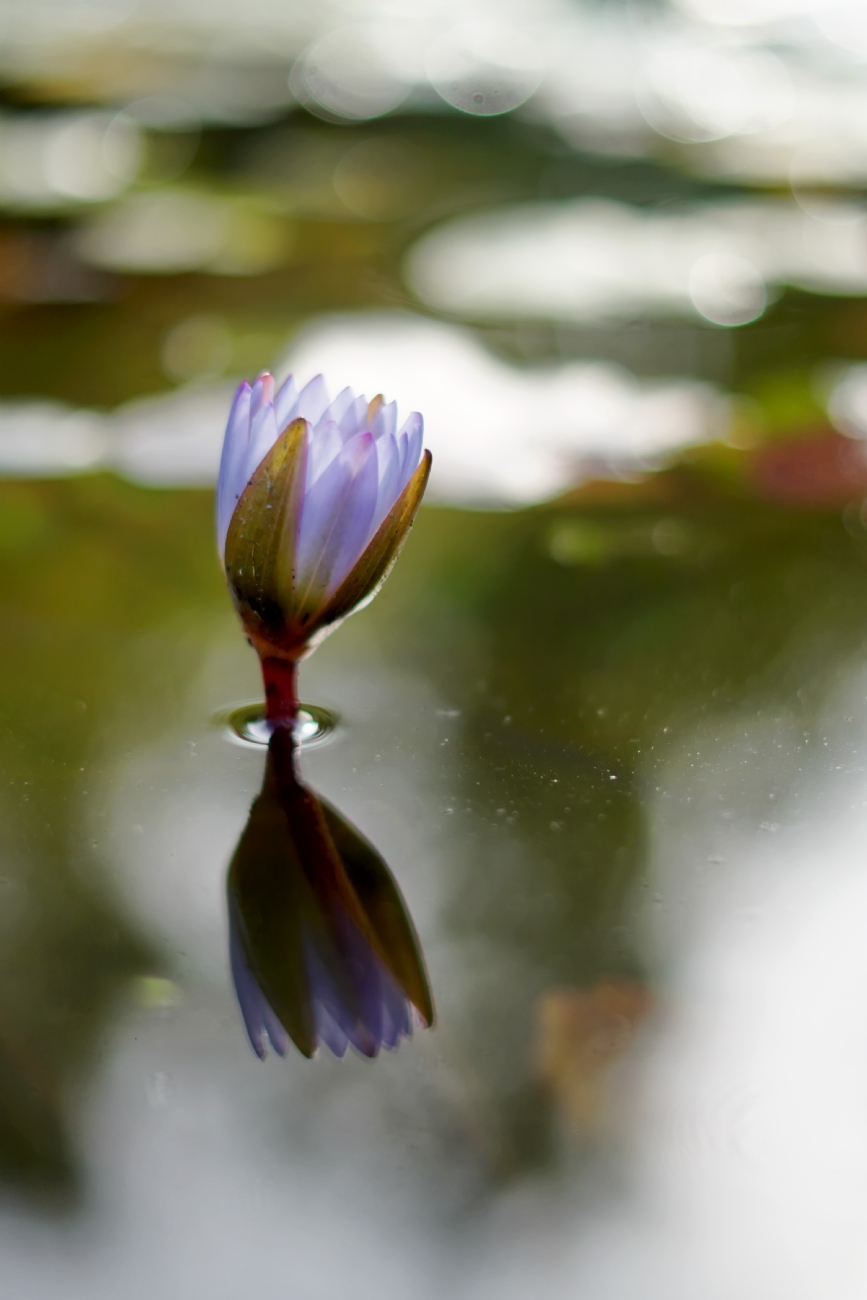 ניצן על המים