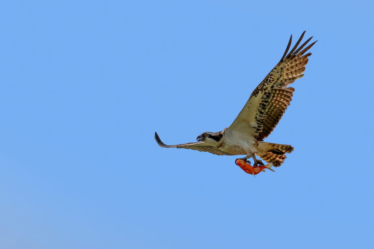 פנוי להבלה 2