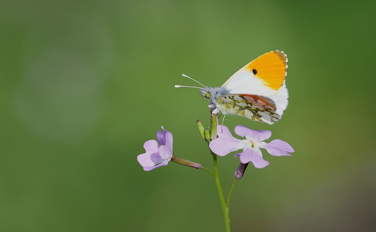 כתום כנף המצילתיים