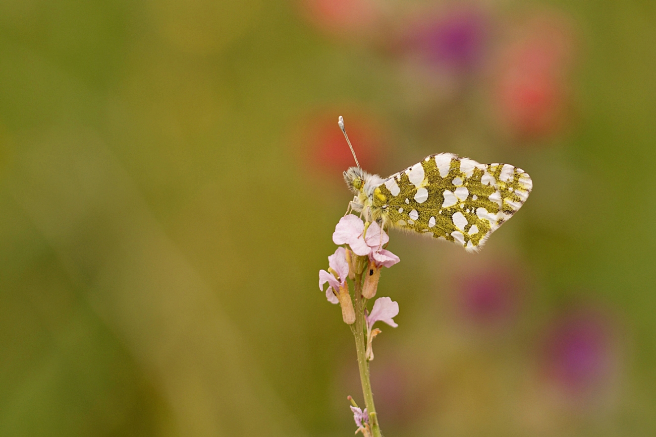 ירוק כנף טלוא