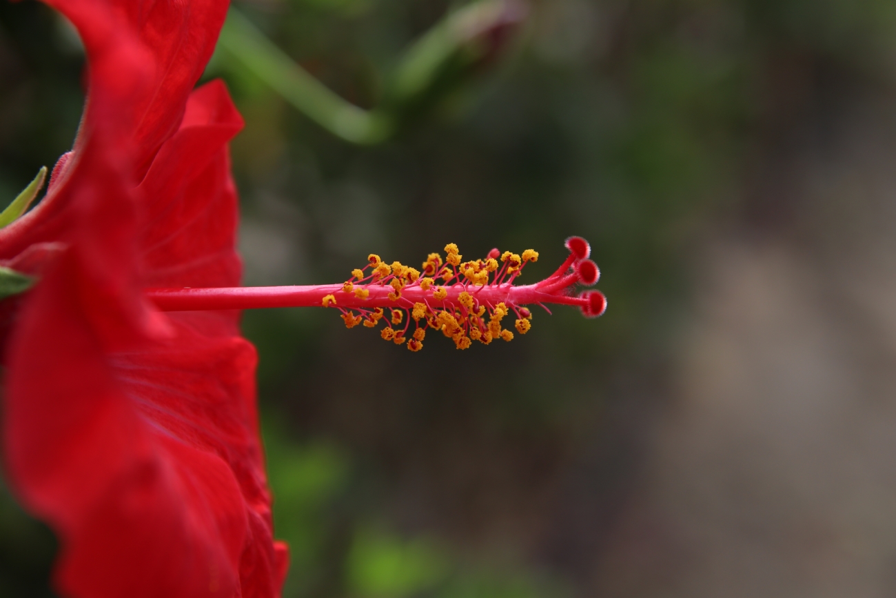 תשוקה אדומה