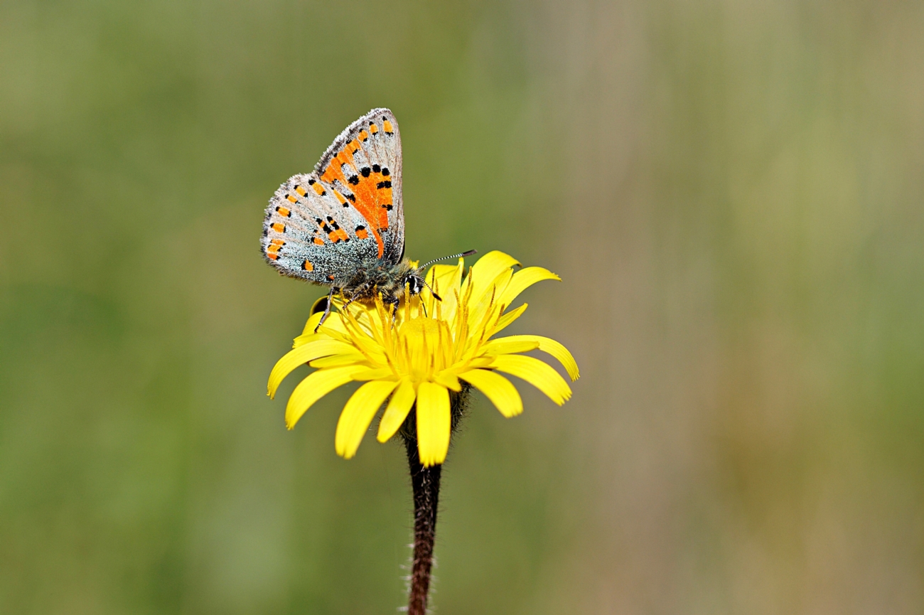 צמריר הקדד  Aberrant