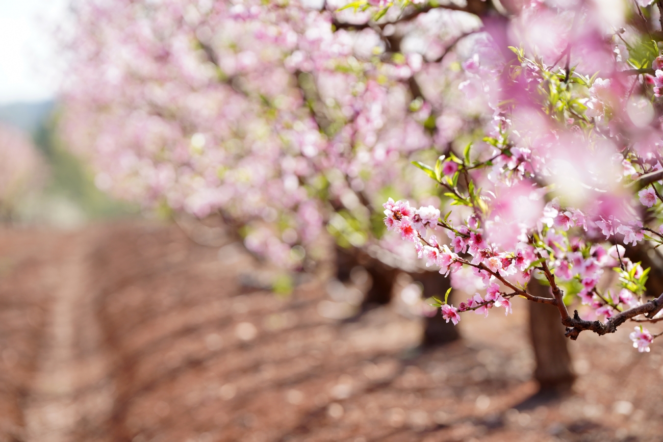 דרך האפרסקים