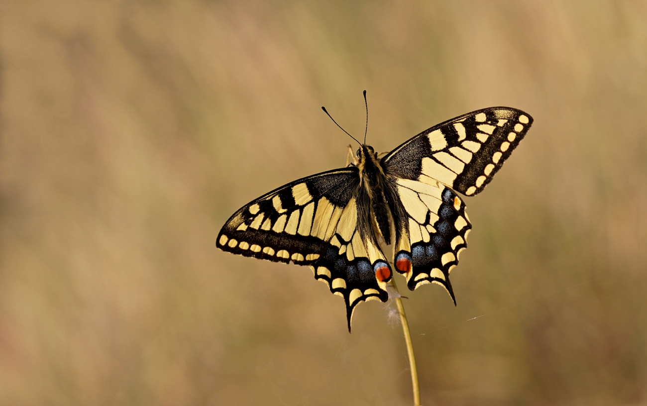זנב סנונית נאה