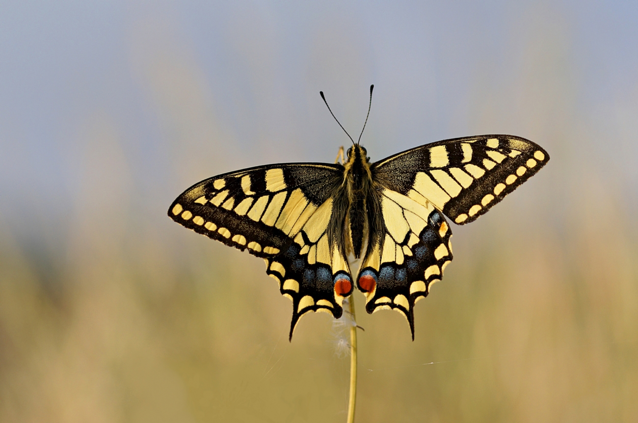 זנב סנונית נאה