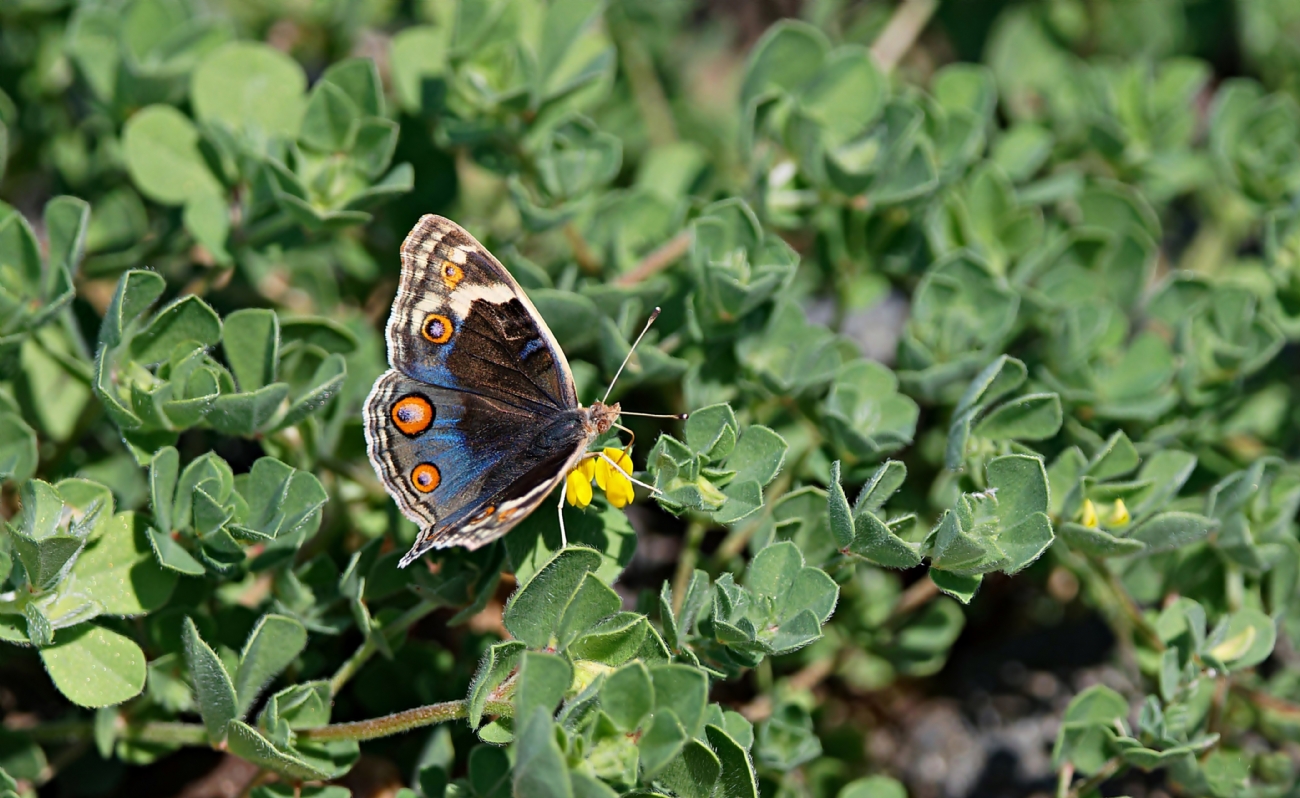 נימפית הלחך