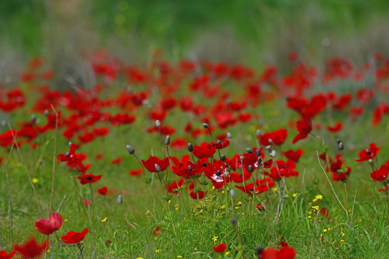 נדבקתי באדמת