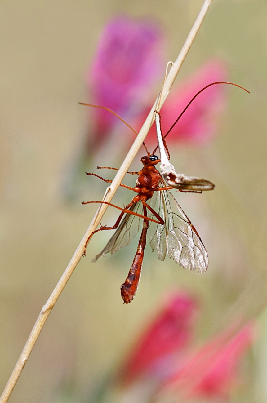 Orange Parasite Wasp