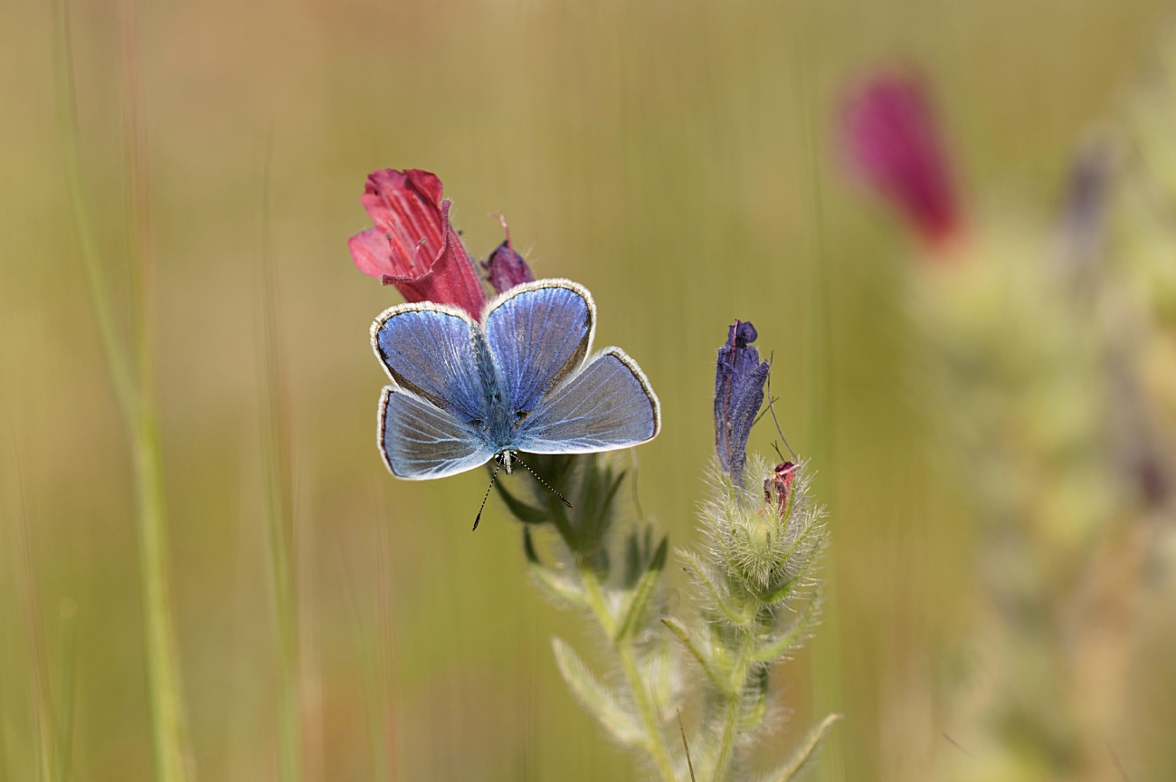 כחליל השברק