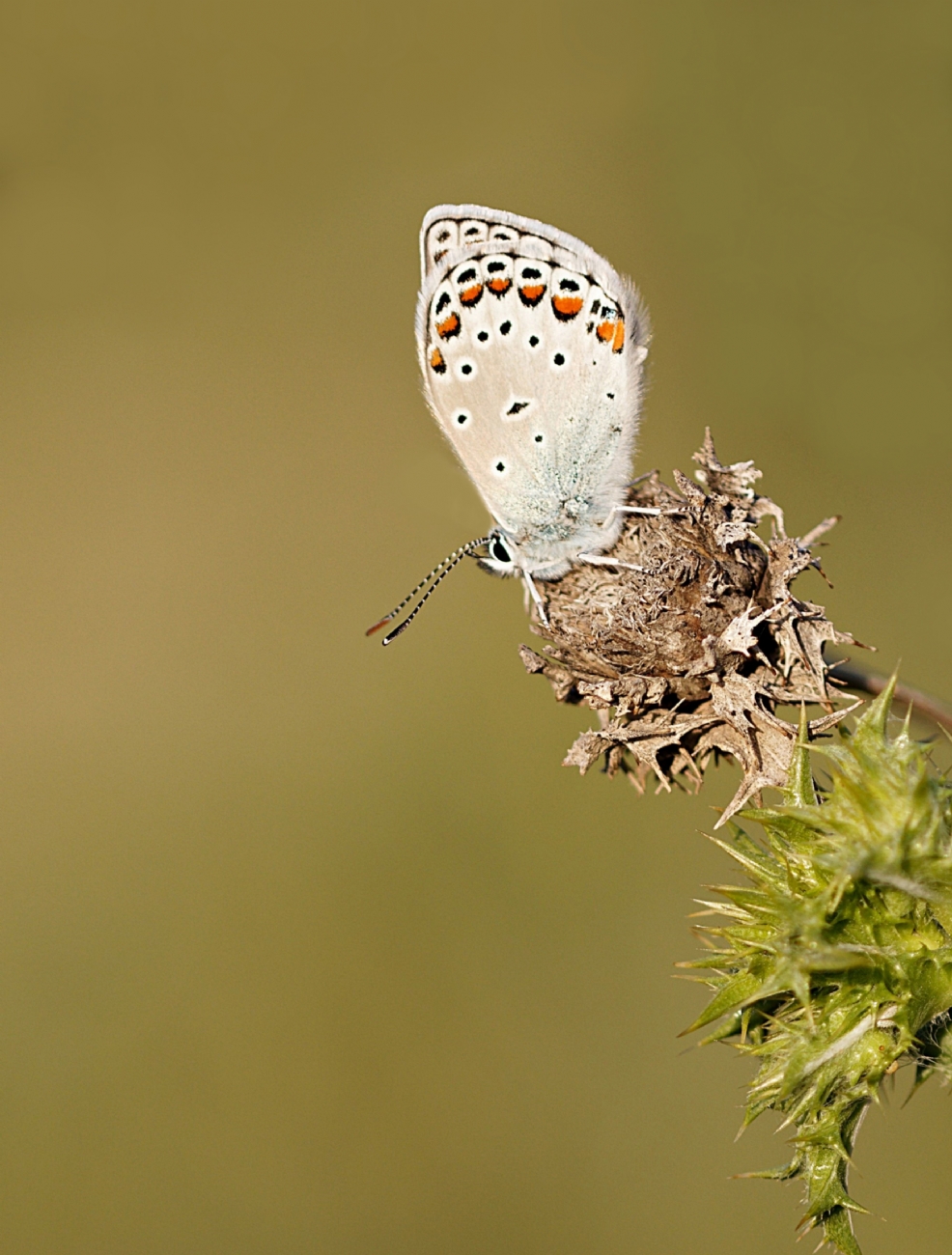 כחליל קליאופטרה 
